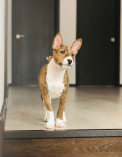 Photo №4. I will sell basenji in the city of Москва. from nursery - price - Negotiated