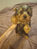 Additional photos: Yorkie puppy.