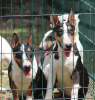 Photo №2 to announcement № 118204 for the sale of bull terrier - buy in Serbia 