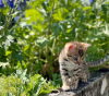 Photo №2 to announcement № 114882 for the sale of bengal cat - buy in United States private announcement