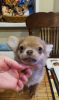 Photo №4. I will sell chihuahua in the city of New York. private announcement, from nursery - price - 400$