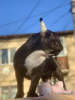 Photo №4. I will sell french bulldog in the city of Балта.  - price - 2000$