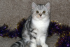 Additional photos: Scottish tabby kitten