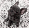 Photo №1. french bulldog - for sale in the city of Wrocław | negotiated | Announcement № 94459