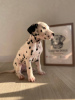Additional photos: Spotted Dalmatian babies from the elite FULGRIM Dogs kennel