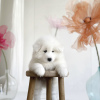 Photo №3. Samoyed puppies. Germany