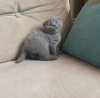 Photo №1. scottish fold - for sale in the city of Prague | negotiated | Announcement № 89447