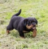 Photo №1. rottweiler - for sale in the city of Milan | 317$ | Announcement № 115614