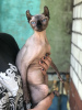 Photo №2 to announcement № 57456 for the sale of sphynx cat - buy in France breeder