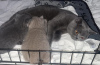 Photo №3. Outstanding British Shorthair Kittens. Germany