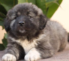 Photo №1. caucasian shepherd dog - for sale in the city of Šid | negotiated | Announcement № 81232