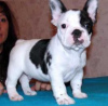 Photo №1. french bulldog - for sale in the city of Vienna | negotiated | Announcement № 124794