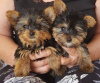 Photo №1. yorkshire terrier - for sale in the city of Slovenská Ľupča | 1009$ | Announcement № 11141