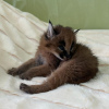 Photo №1. caracal - for sale in the city of Антверпен | 1585$ | Announcement № 99649