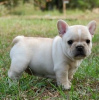 Photo №4. I will sell french bulldog in the city of Berlin. private announcement, from the shelter, breeder - price - 106$