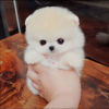 Photo №1. pomeranian - for sale in the city of Бернау | Is free | Announcement № 116023