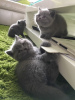 Photo №3. Blue British Shorthair Kittens. Germany