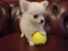 Photo №2 to announcement № 55153 for the sale of chihuahua - buy in Switzerland from nursery, from the shelter, breeder