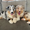 Photo №1. australian shepherd - for sale in the city of Юрбаркас | 359$ | Announcement № 37100