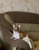 Photo №1. chihuahua - for sale in the city of Каховка | 259$ | Announcement № 10399