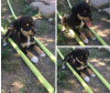 Photo №1. non-pedigree dogs - for sale in the city of Krasnodar | Is free | Announcement № 7519