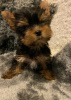 Photo №1. yorkshire terrier - for sale in the city of Boden | 359$ | Announcement № 123881