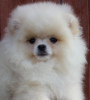 Photo №1. pomeranian - for sale in the city of Vitebsk | 240$ | Announcement № 19936