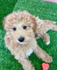 Photo №1. poodle (toy) - for sale in the city of Paris | negotiated | Announcement № 84896