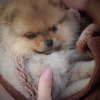 Photo №1. pomeranian - for sale in the city of Brest | 1024$ | Announcement № 9159