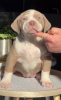 Photo №4. I will sell american bully in the city of Smederevo. breeder - price - Is free