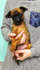 Photo №3. Puppies for sale petit brabancon. Russian Federation