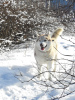 Photo №3. Husky Dymka is looking for a loving family with a male leader!. Russian Federation