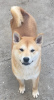 Photo №1. shiba inu - for sale in the city of Subotica | 740$ | Announcement № 107897