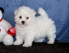 Photo №1. bichon frise - for sale in the city of Stockholm | negotiated | Announcement № 97870