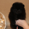 Photo №2 to announcement № 7581 for the sale of german spitz - buy in Russian Federation breeder