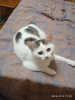 Additional photos: A little cat, kitten Lyalya, was rescued from the street and is looking for a