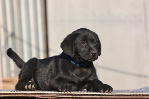 Additional photos: Labrador puppies