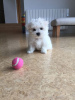 Photo №2 to announcement № 126683 for the sale of maltese dog - buy in Portugal 