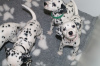 Photo №1. dalmatian dog - for sale in the city of Tübingen | 370$ | Announcement № 74569