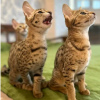 Photo №1. savannah cat - for sale in the city of Bern | Is free | Announcement № 121753