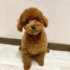 Photo №3. Toy Poodle Puppies.. Sweden