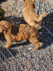 Additional photos: Royal Poodle puppies