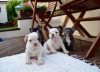 Photo №3. french bulldog puppies. Germany