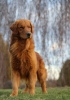 Photo №1. golden retriever - for sale in the city of Wrocław | 2642$ | Announcement № 62309