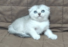 Photo №2 to announcement № 11423 for the sale of scottish fold - buy in Ukraine from nursery, breeder