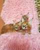 Photo №3. caracal kittens. France