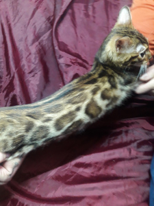 Photo №1. bengal cat - for sale in the city of Kiev | 302$ | Announcement № 5184
