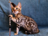 Photo №1. bengal cat - for sale in the city of Minsk | 473$ | Announcement № 10416