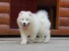 Photo №3. Samoyed puppies from a titled couple. Ukraine