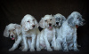 Additional photos: English Setter puppies
